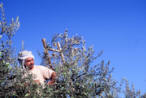 Olive Harvest Photos in Palestine